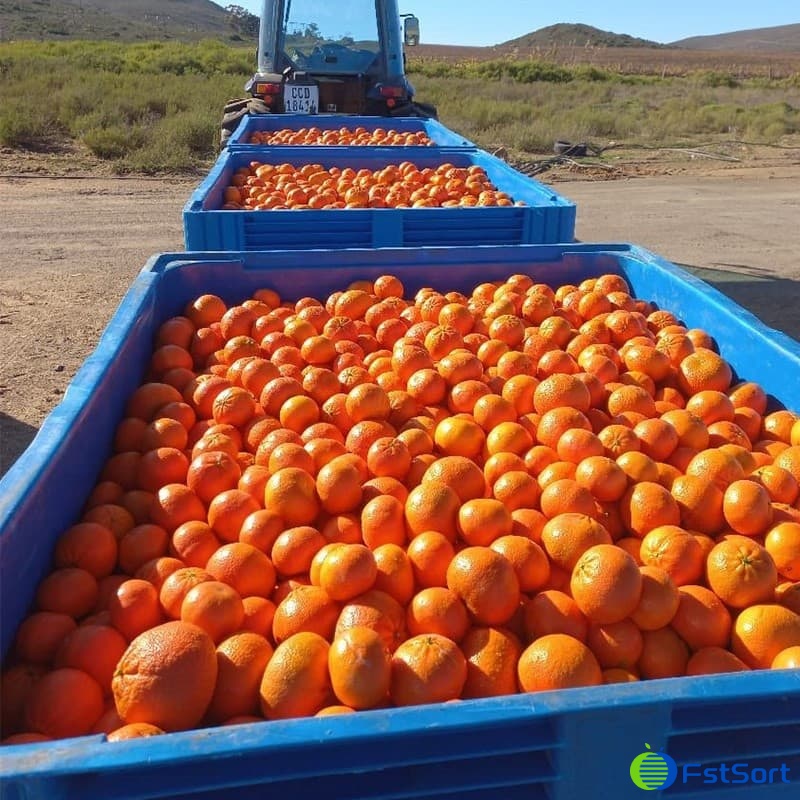 images/1713427157622citrus farm.jpg